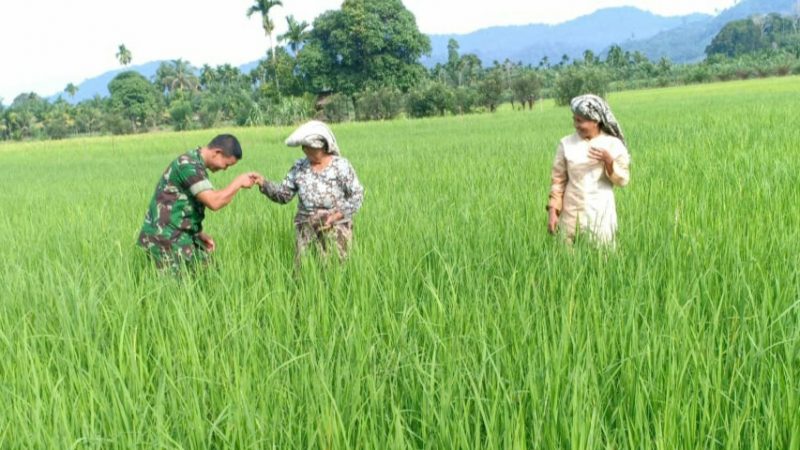 Kepedulian Babinsa Kodim 0107 Aceh Selatan Terhadap Ketersediaan Pangan