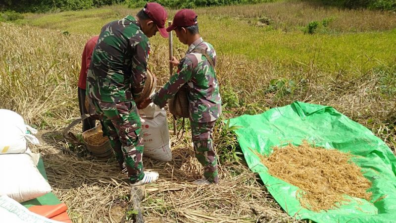 Satgas Pamtas Yonif R-641 Menjaga Ketahanan Pangan di Tapal Batas