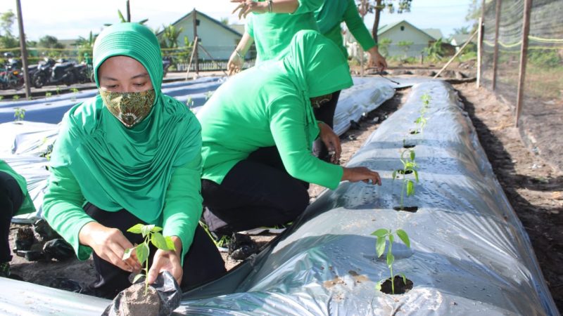 Perkuat Ketahanan Pangan, Persit Cabang X Rindam XII/Tpr Budidayakan Hortikultura