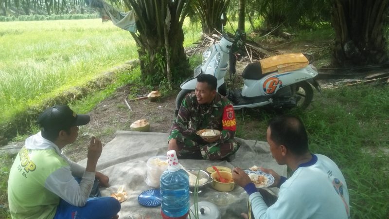 Keharmonisan  Terjalin antara  Babinsa dengan Warga,  Makan Siang Disela Panen Padi