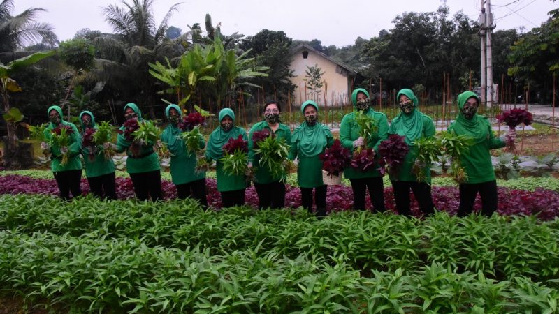 Saat Pandemi  Covid 19, Persit KCK  Budidaya Tanaman Sayuran