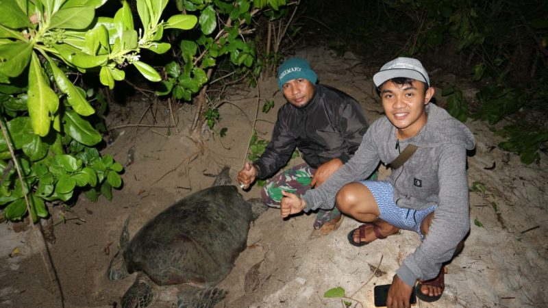 Kepedulian Babinsa Bersama Warga  Menjaga Keberlangsungan Penyu di Pulau Derawan;  Jaga Telur Tak Dicuri dan Budidaya Jadi Tukik