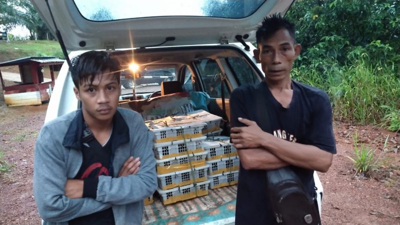 Penyelundupan 150 Ekor Burung Kacer Ilegal Berhasil Digagalkan Patroli Pamtas Satgas Yonif 133/YS