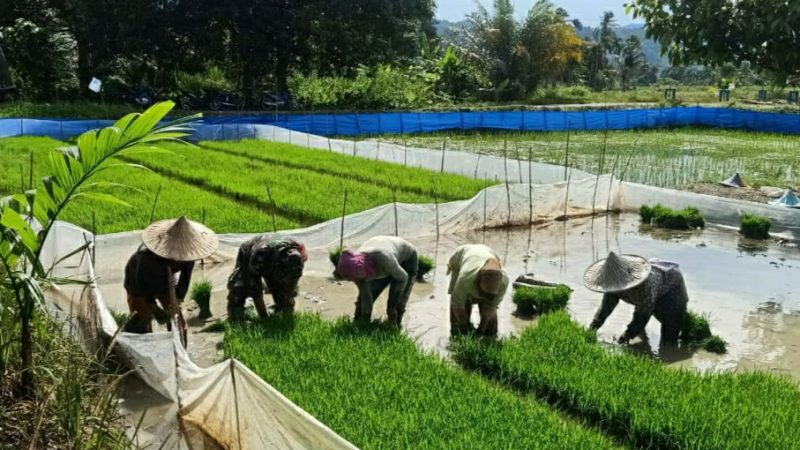 Potret Kedekatan dan Keakraban Babinsa Serda Zainal Amri dengan Petani  Binaan