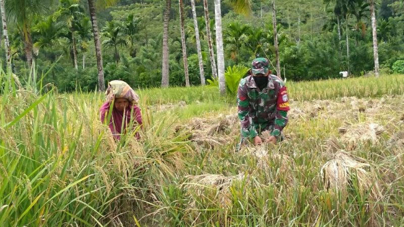 Peran Babinsa dalam Membantu Petani Sukseskan Ketahanan Panen di Tengah Pandemi