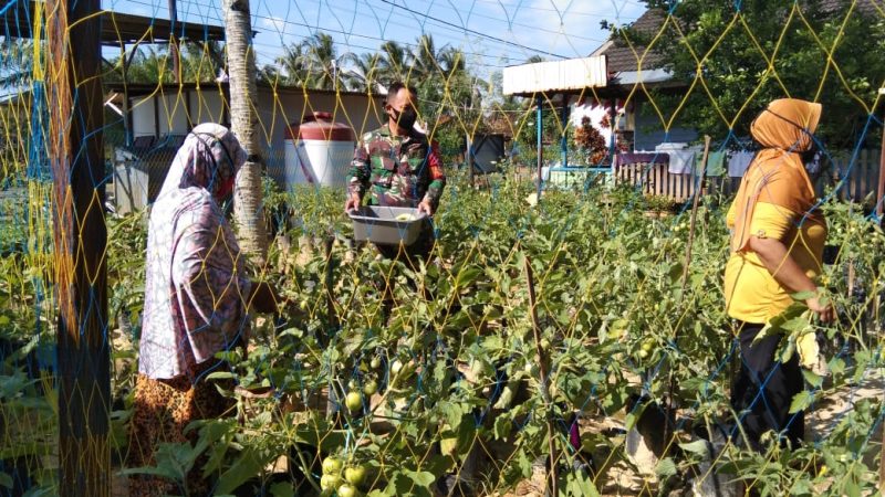 Kelompok  Wanita Tani Bersama Babinsa;  Tetap Produktif Selama Pandemi Covid-19