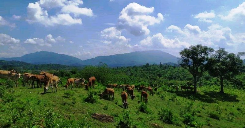 Banyak Sapi Jabres di Lokasi TMMD Reguler Brebes