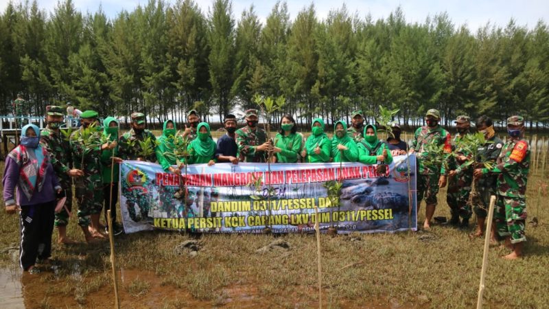 Kodim 0311/Pessel Lepas Penyu dan Tanam Mangrove di Pantai Ampiang Parak