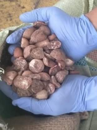 27 Ton Pinang Dari Jawa Tengah Tembus Pasar Iran