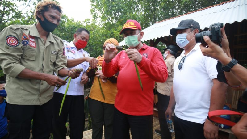 Kemensos Siapkan 1 Juta Bibit Mangrove Untuk Antisipasi ‘Megathrust’