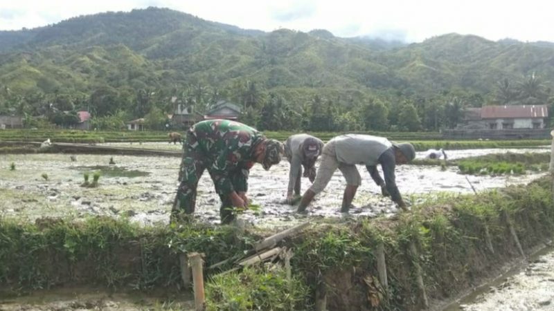 Tingkatkan Hanpangan, Babinsa Koramil 05/Samadua Terjun Langsung Bantu Petani Tanam Padi