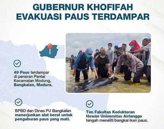 Gubernur Khofifah  Memantau Langsung Evakuasi 49 Paus  Terdampar
