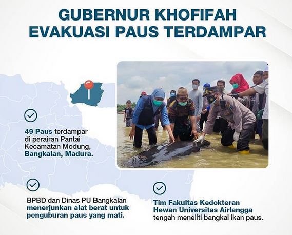Gubernur Khofifah  Memantau Langsung Evakuasi 49 Paus  Terdampar