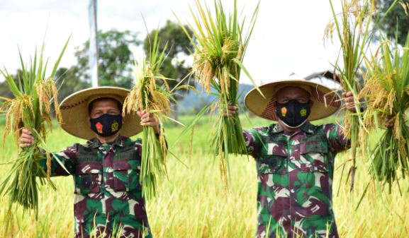 Danrem 091/ASN dan Dandim Tenggarong Panen Perdana di Desa Sinergi Hijau