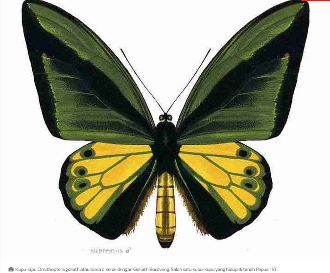 Keanekaragaman Hayati  Tanah Papua