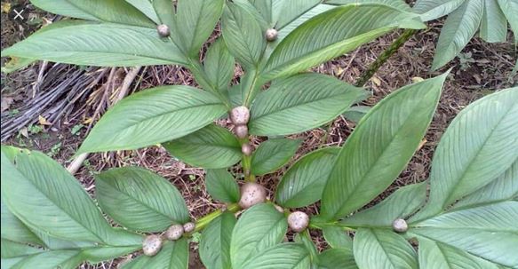 Tanaman Sompok atau Porang Jadi Primadona Petani Karangrejo, Pacitan