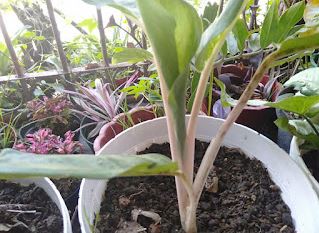 Agoes Hendriyanto,  Peluang Usaha Saat Pandemi Covid-19