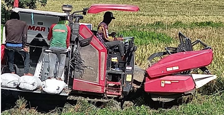 Penggunaan Teknologi Pasca Panen Padi Disesuaikan dengan Kualitas Panen