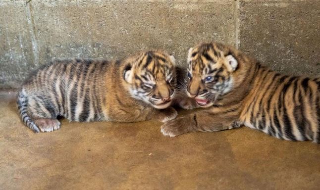 Harimau Sumatra Salah Satu dari Lima Spesies Harimau di Dunia yang Masih Bertahan
