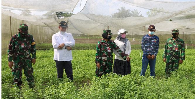 Kebun Mustang Lanud  Roesmin Nerjadin Kawasan Mandiri Pangan Terbaik Di Pekanbaru
