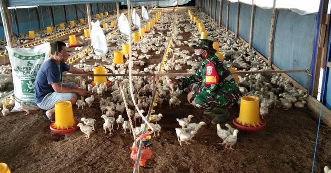 Babinsa Koramil Tenggarong Komsos dengan  Peternak Ayam Potong