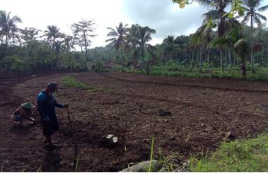 Suka Cita Petani Pindul, Pacitan;  Sambut Musim Tanam Padi Gogo