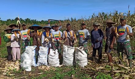 Satgas Yonif 131/Brs Bersama Warga Panen Jagung di Kampung Yetti Papua