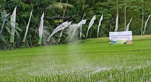 Keren, Penyemprotan Pupuk Organik  Gunakan Drone Pertanian