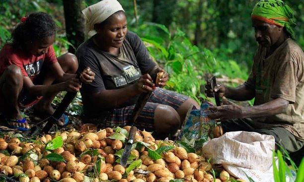 Verstegen Spices & Sauces BV,  Investasi Industri Pala di Kabupaten Fakfak, Papua Barat