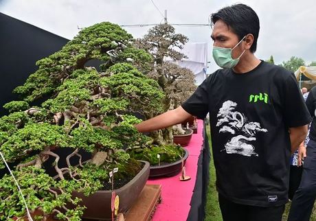 Festival Bonsai dengan Tema “Madiun Njawidji Bonsai Festival 2022”