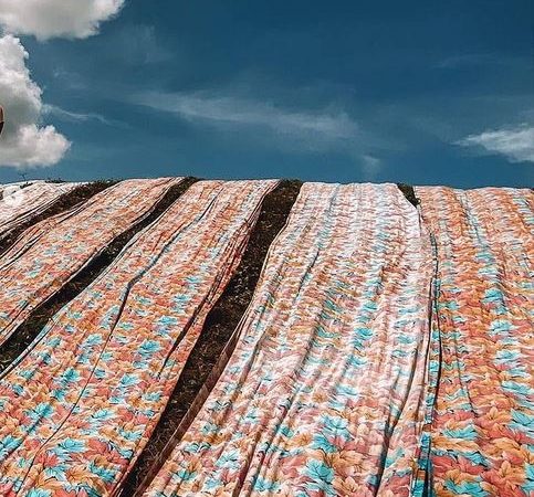 Proses Penjemuran Kain Pantai  Mojolaban, Sukoharjo