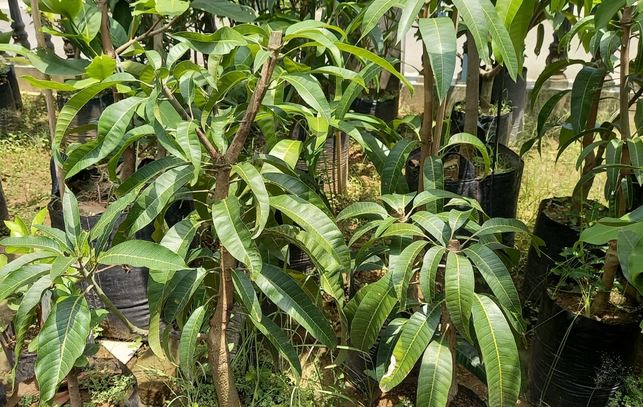 5 Tanaman Buah yang Bisa Ditanam di  Pot