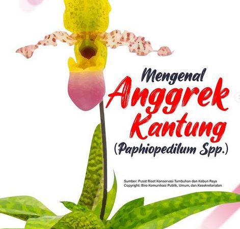 Upaya  Pelestarian dan Budidaya  Anggrek Kantung (Paphiopedilum Spp)
