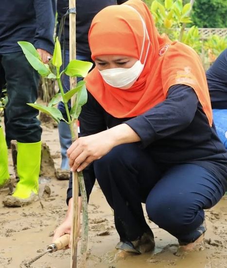 Nyeker Saat  Khofifah Indar Parawansa Menanam Mangrove di Watu Mejo  Park Pacitan