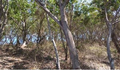 Potensi Hutan Ngandul Desa Kalak, Donorojo Pacitan