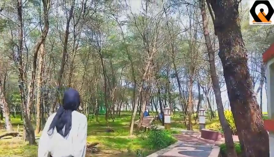 Sadarilah, Pentingnya Pohon Cemara Udang di Kawasan Pesisir Pantai Pacitan