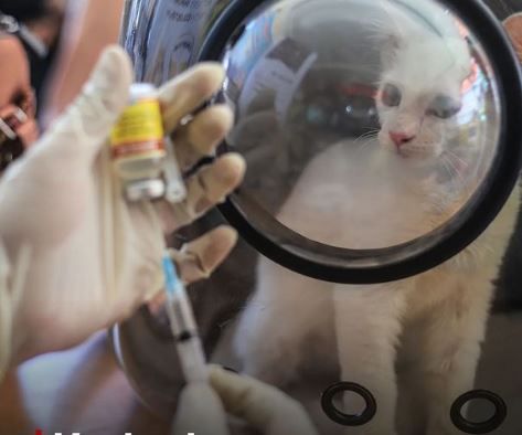 Peringatan Potensi Penularan Virus Rabies oleh Kucing: Langkah Penting Mencuci Luka dan Selaput Lendir