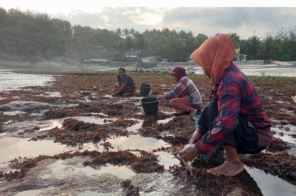 Ibu-Ibu Pencari Rumput Laut di Pantai Klayar: Berpacu dengan Naiknya Air Laut