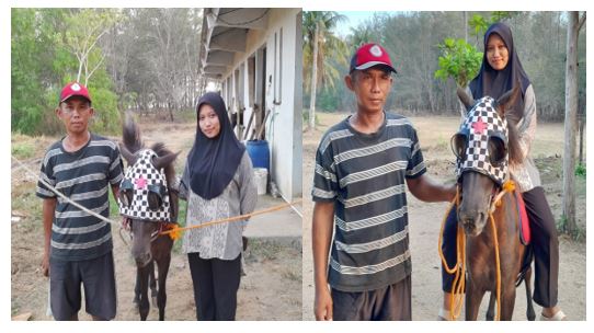 Kisah di Kandang Kuda Pacitan: Memahami Perawatan dan Penggunaan Kuda Pantai Telengria