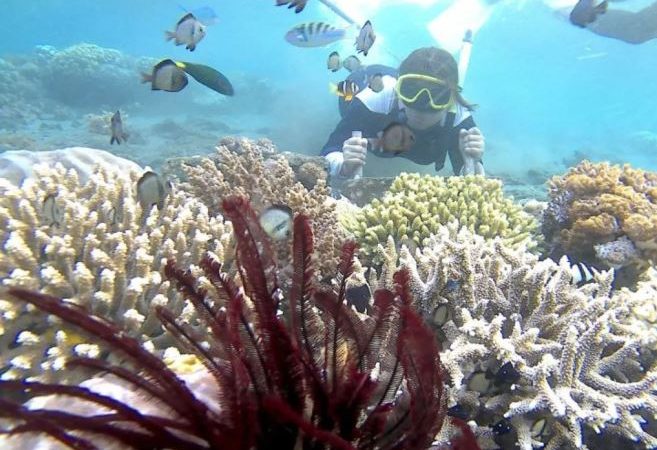 Bangsring Underwater di Banyuwangi: Surga Laut dengan Sentuhan Konservasi