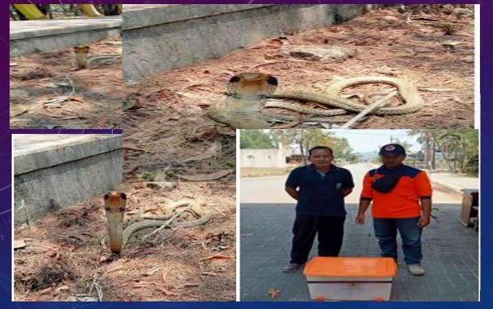 King Kobra Muncul di Taman “PANCER DOOR” Pacitan, Keamanan Pengunjung Diwaspadai