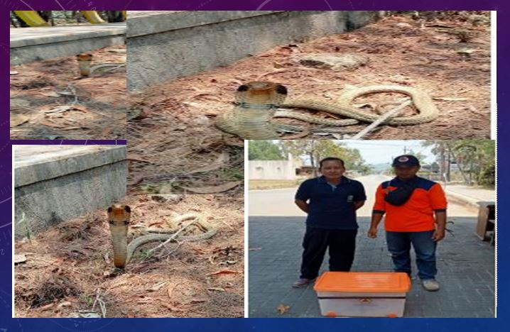 King Kobra Muncul di Taman “PANCER DOOR” Pacitan, Keamanan Pengunjung Diwaspadai