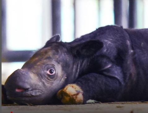 Anak Badak Jantan Lahir dari Induk Badak Delilah di Taman Nasional Way Kambas