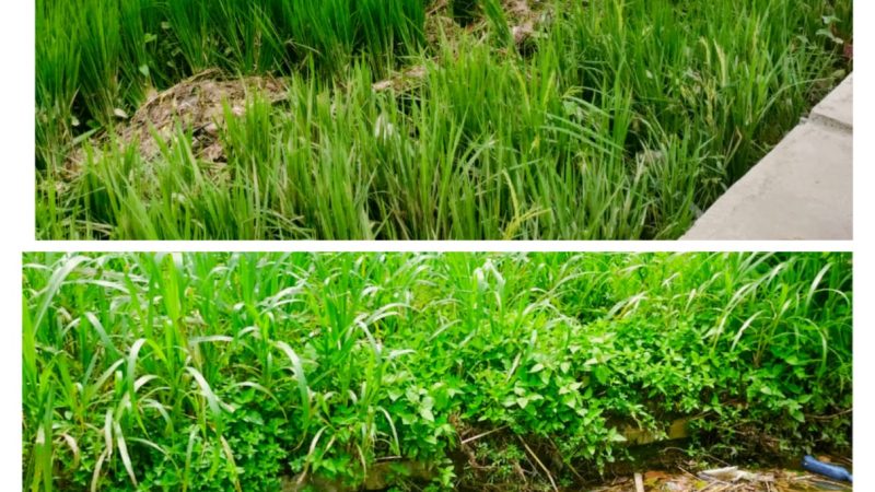 SAMPAH PLASTIK SAMPAI DILAHAN SAWAH, SALAH SIAPA ?