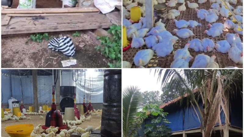 Harmonisasi Ternak Ayam, Solusi  Dampak Limbah untuk Pupuk Organik  Warga Banjarsari, Pacitan
