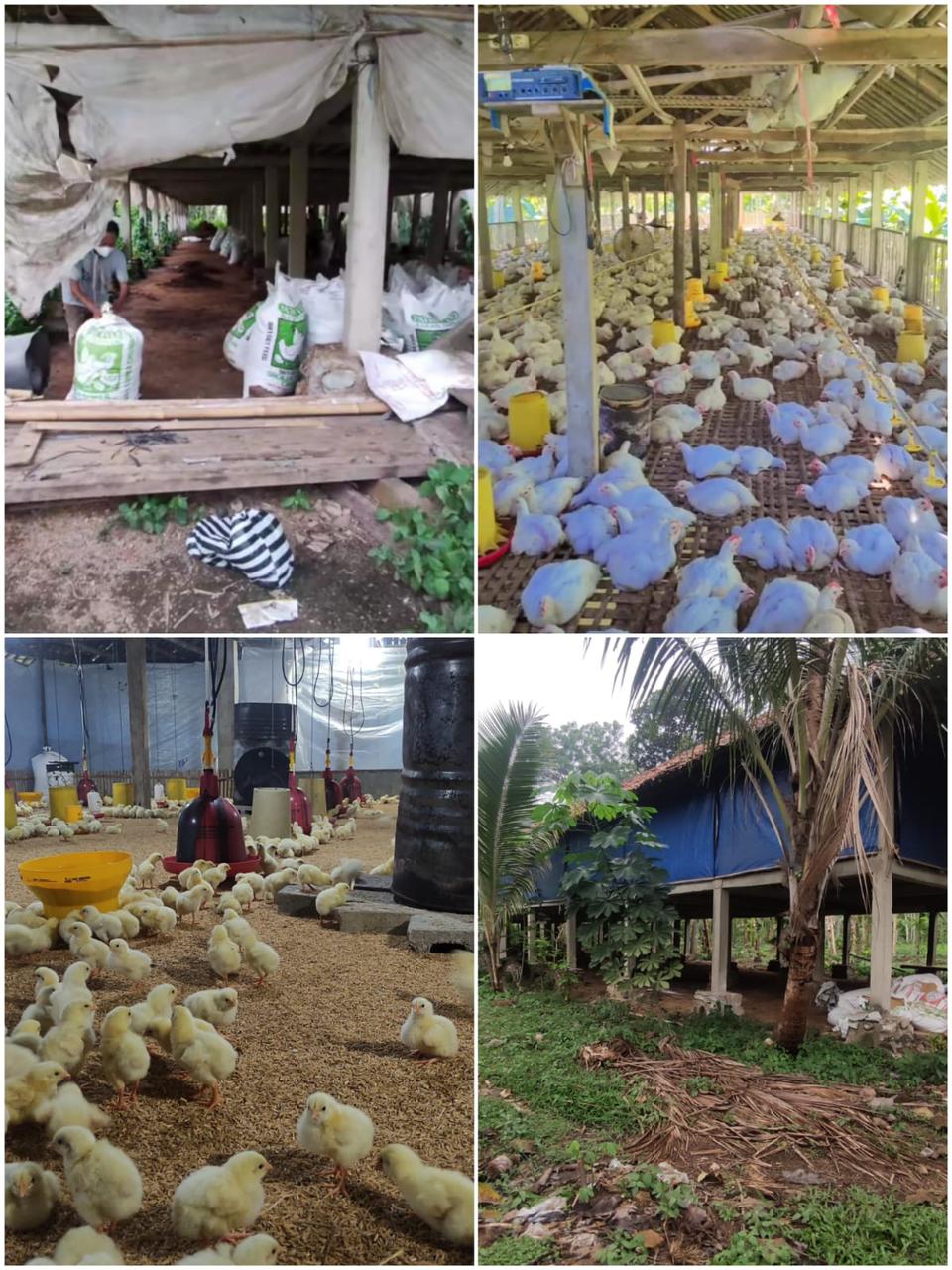 Harmonisasi Ternak Ayam, Solusi  Dampak Limbah untuk Pupuk Organik  Warga Banjarsari, Pacitan