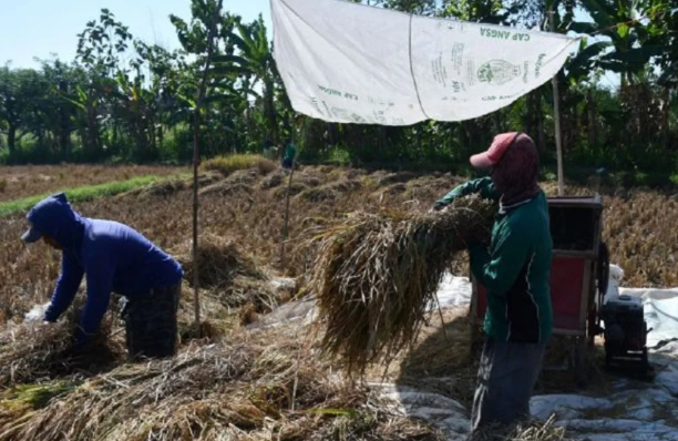 Pemkab Madiun Mendorong Hilirisasi Industri Kecil Menengah  Sektor Pertanian