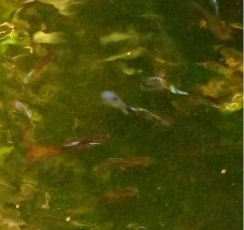 “Situs Iwak (Ikan)” Gupi / Gapi, Gondosari, Pacitan