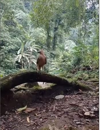 Pendaki Mengabadikan Momen Langka: Pertemuan dengan Elang Jawa di Gunung Jawa