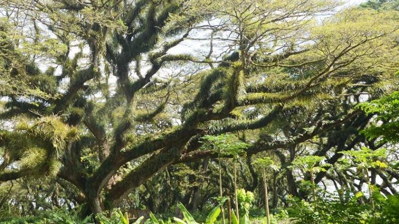 Peran Vital Pohon Trembesi dalam Mengatasi Tantangan Perubahan Iklim dan Menunjang Ketahanan Pertanian